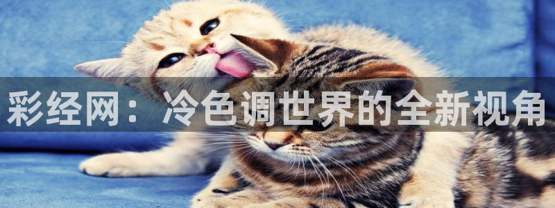 彩经网：冷色调世界的全新视角
